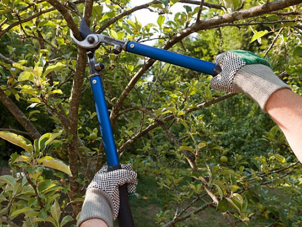 Hedge trimming work in a Torbay garden