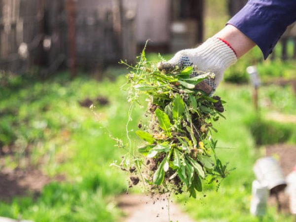 Weeding work in a Torbay garden
